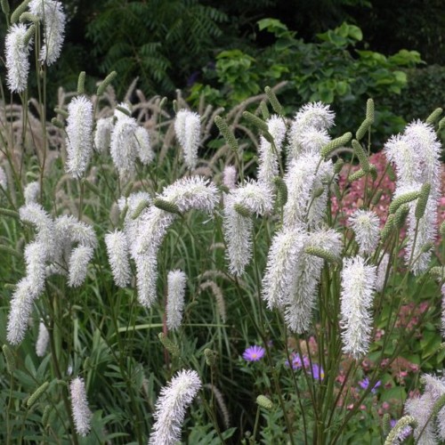 Sanguisorba obtusa 'Alba' - Tömp punanupp 'Alba' P9/0,55L